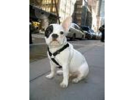 PoulaTo: French bulldog Μπουλντόγκ Μπουλντόγκ